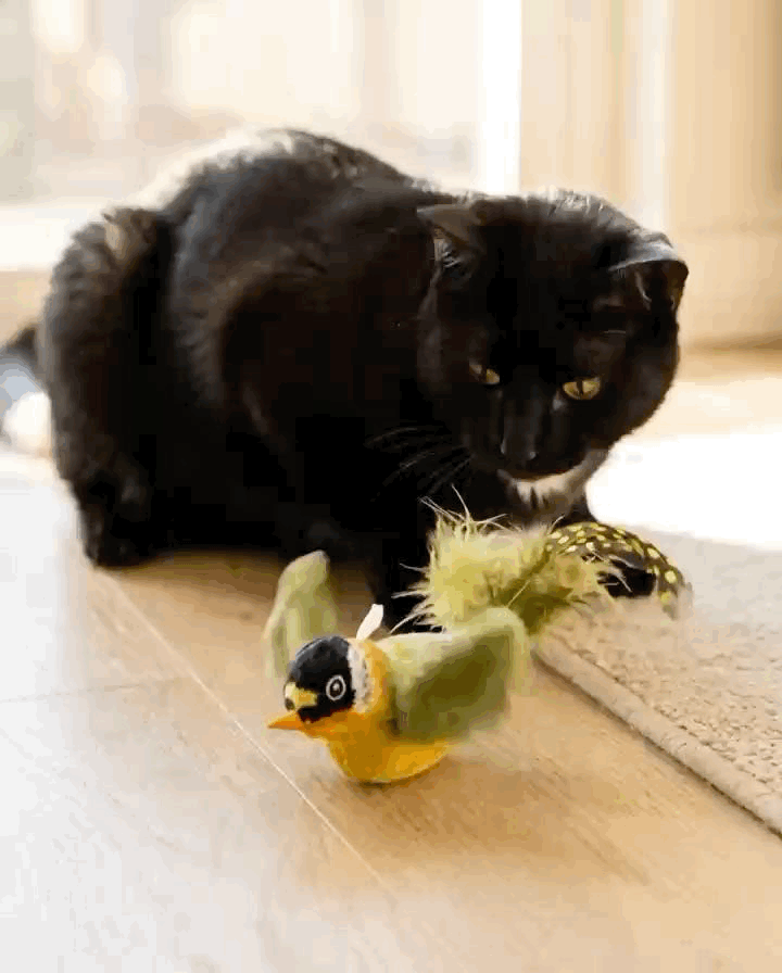 Cat playing with the Wingman flapping bird toy